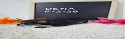 Miniature Schnauzer dogs for sale: Dena - Ad 6