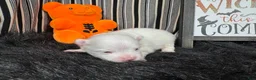 Pomeranian dogs for sale: Pomeranian 2 - Ad 3