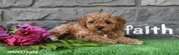 Miniature Poodle dogs for sale: Rambo - Ad 3