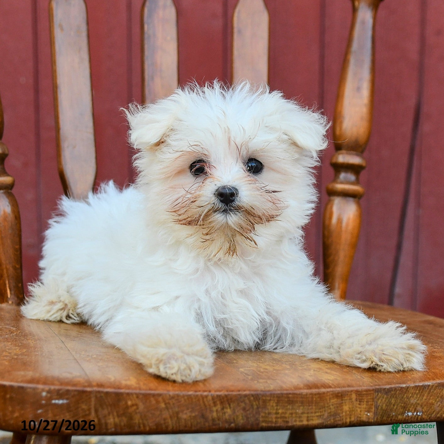 Maltipoo dogs for sale: Giggles - Ad 2