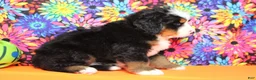 Bernese Mountain Dog dogs for sale: Murphy  - Ad 9