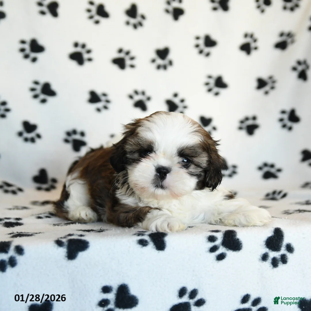 Shih Tzu dogs for sale: Oscar - Ad 5
