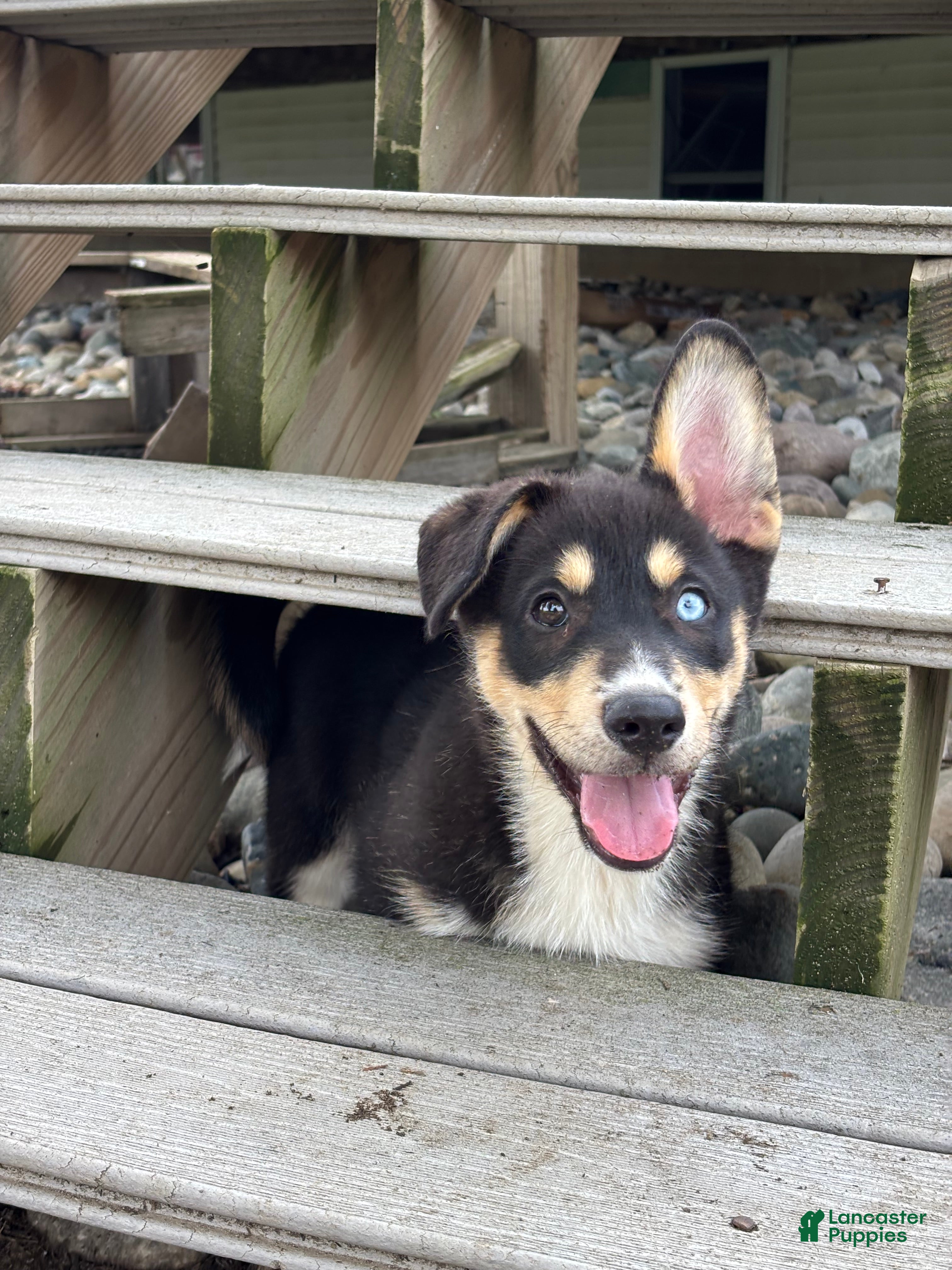 Mixed Breed dogs Rick - Ad 1