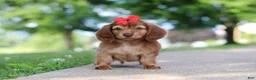 Miniature Dachshund dogs for sale: Sacajawea - Ad 6