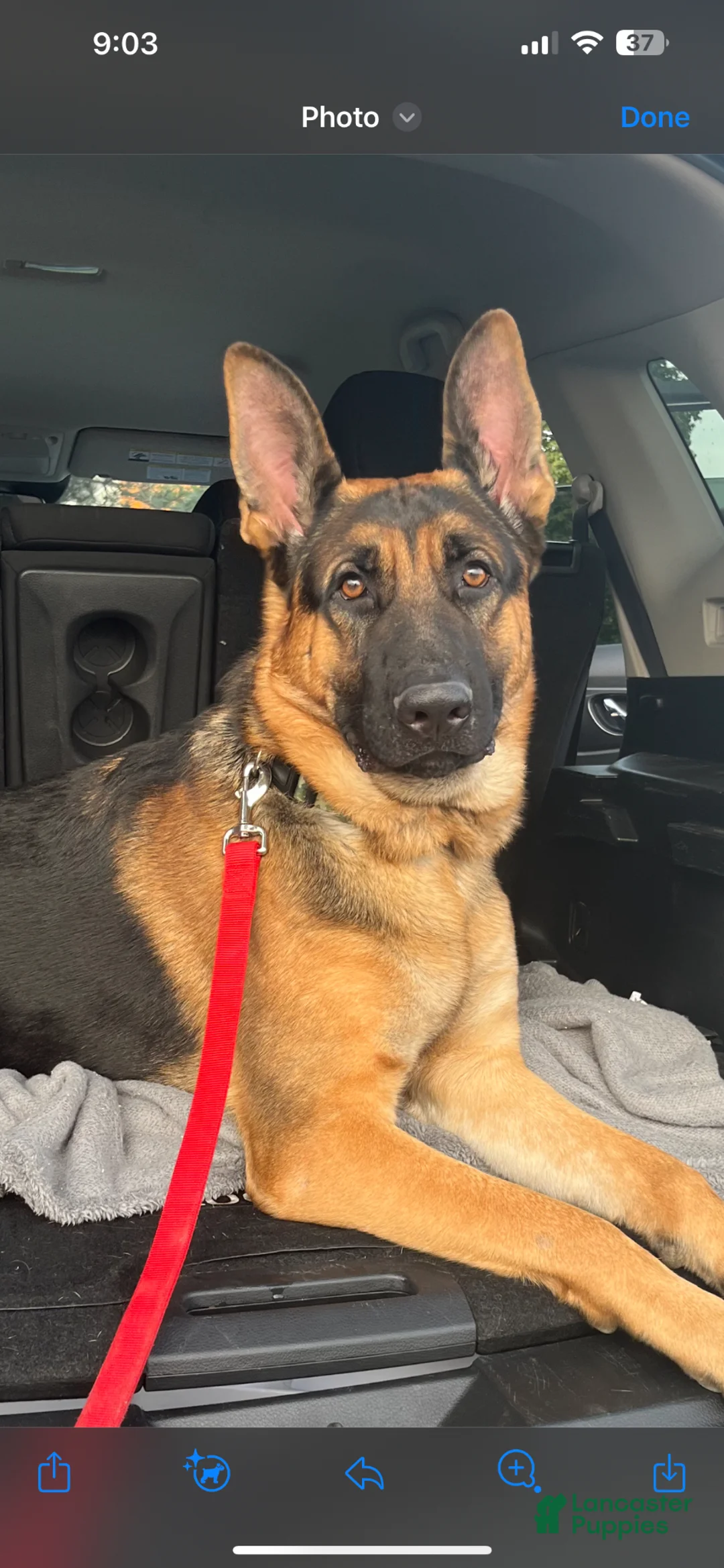 German Shepherd dogs for stud: Max Von Rheinland - Ad 2