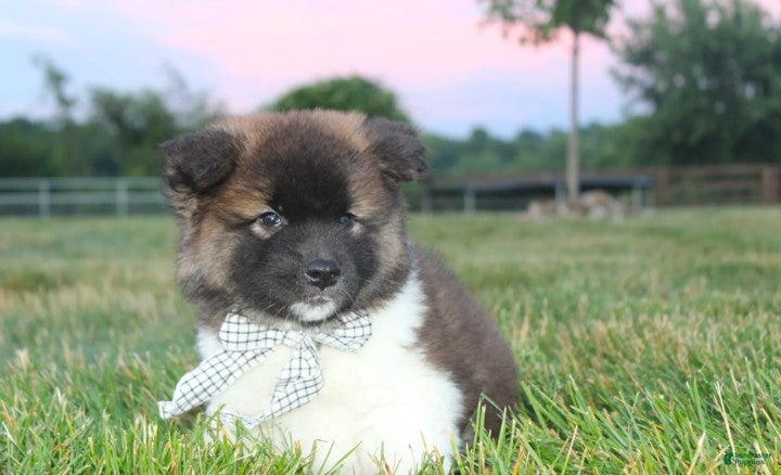 Akita dogs AKC Riley - Ad 2