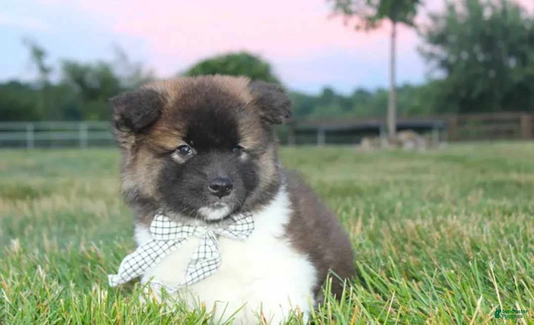 Akita dogs for sale: AKC Riley - Ad 2