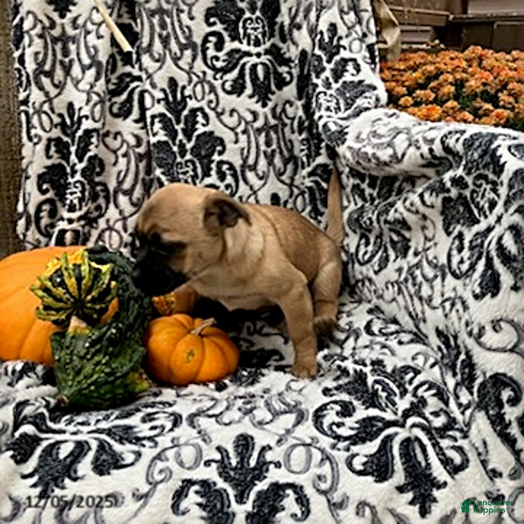 Jug dogs for sale: Pumpkin - Ad 5