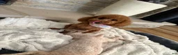 Toy Poodle dogs for sale: Toy Poodle Puppy 4 - Ad 5