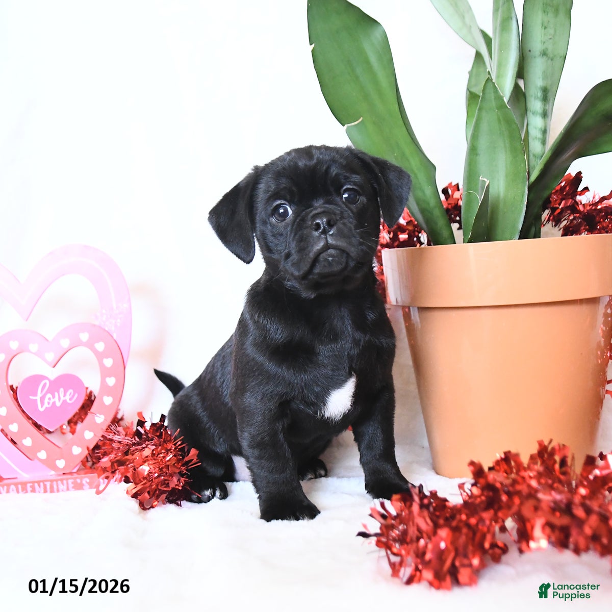 Mixed Breed dogs Frisky  - Ad 4