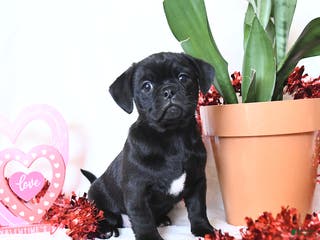 Mixed Breed dogs Frisky - Ad 41