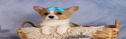 Welsh Corgi Pembroke dogs for sale: Benji🐾💙 - Ad 6
