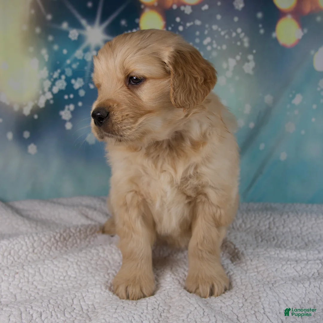 Golden Retriever dogs for sale: Elliot - Ad 7