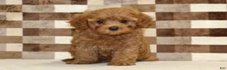 Cavapoo dogs for sale: Donny - Ad 3