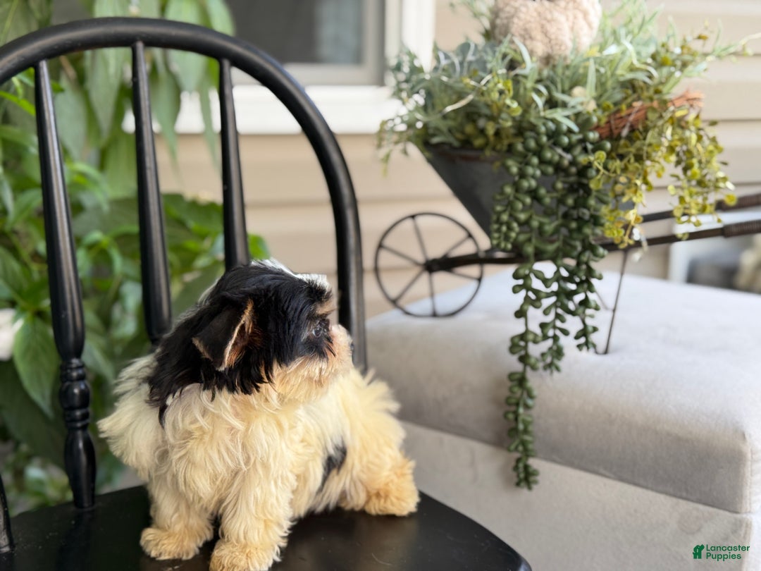 Yorkshire Terrier dogs for sale: Morsel - Ad 2