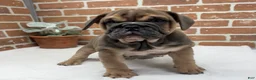 English Bulldog dogs for sale: Sawyer - Ad 5