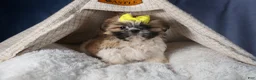 Shih Tzu dogs for sale: BELLA - Ad 12