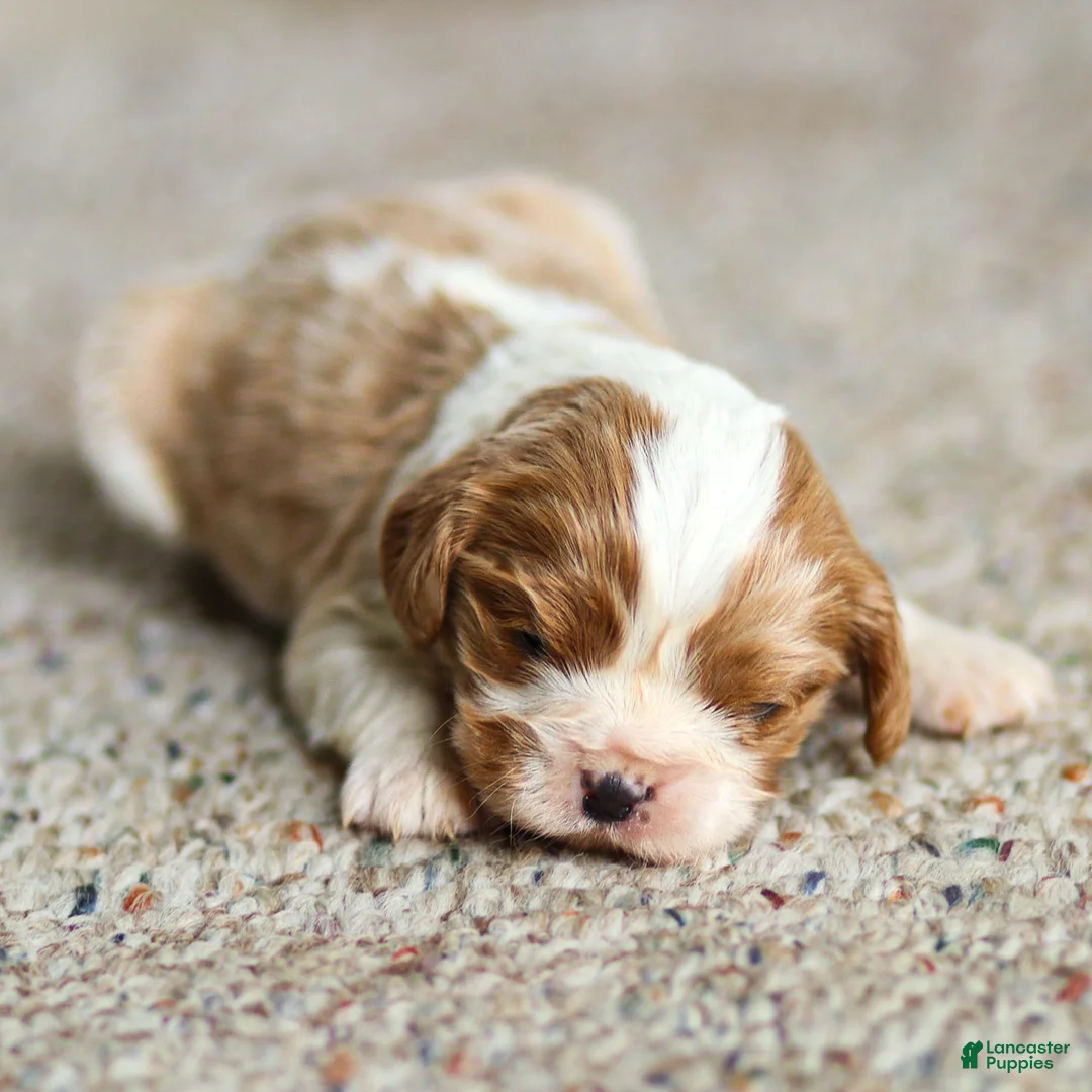 Cavalier King Charles Spaniel dogs for sale: Titen Cavalier King Charles Spaniel Puppy  - Ad 1