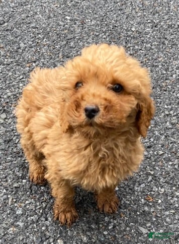 Labradoodle dogs Cocoa - Ad 1