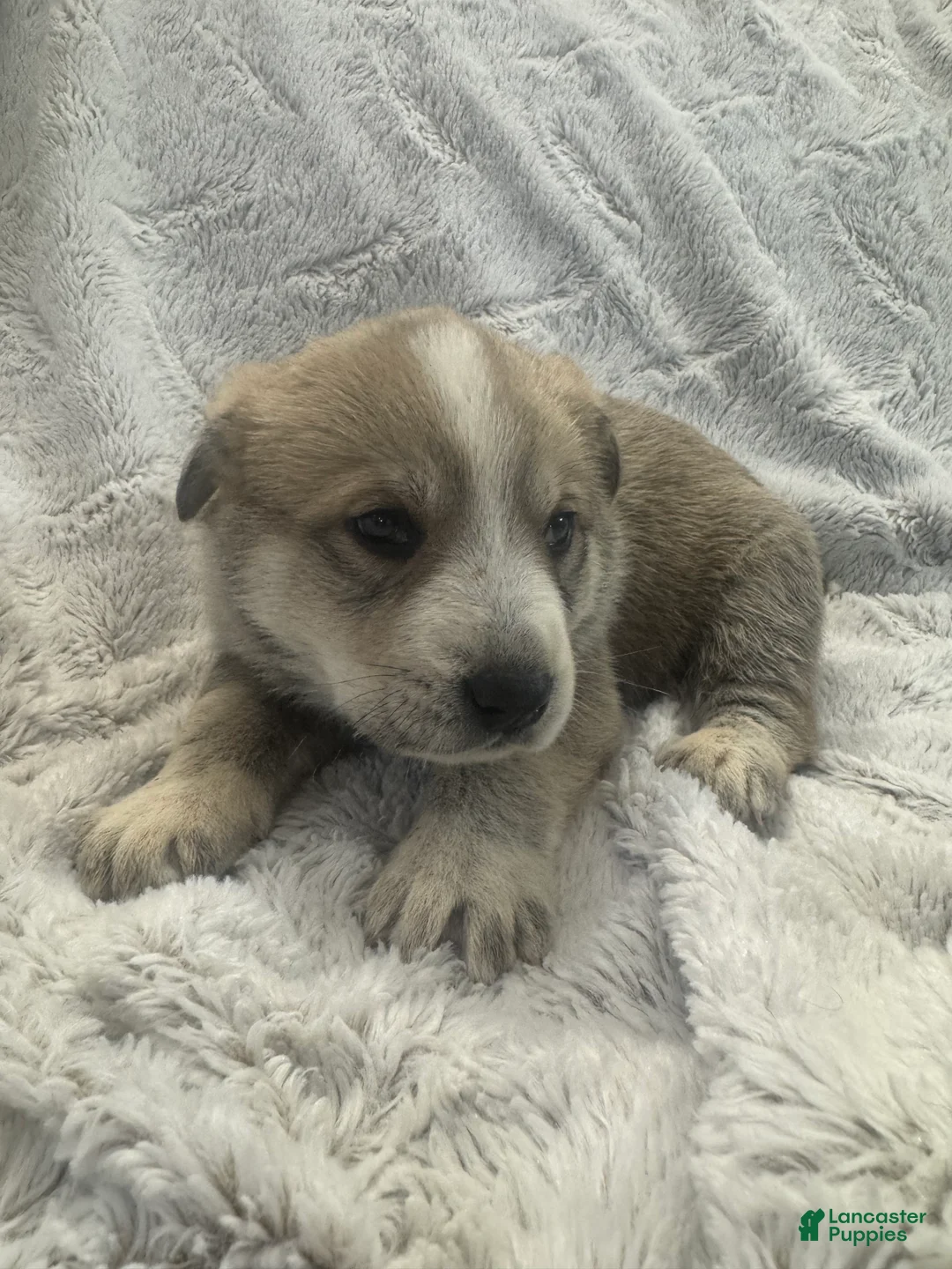 Mixed Breed dogs for sale: Wolfling “Wolfie” - Ad 12