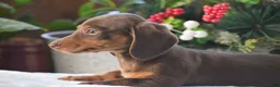 Dachshund dogs for sale: Sprinkles - Ad 3