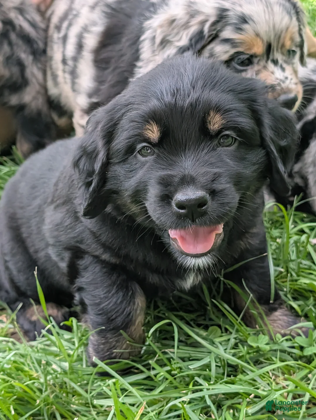 Mixed Breed dogs for sale: Golden Aussie  - Ad 1