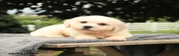 Bichon Frise dogs for sale: Lester - Ad 4