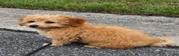 Miniature Labradoodle dogs for sale: Dolly - Ad 3