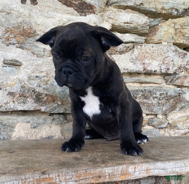Frenchton dogs Roscoe - Ad 1