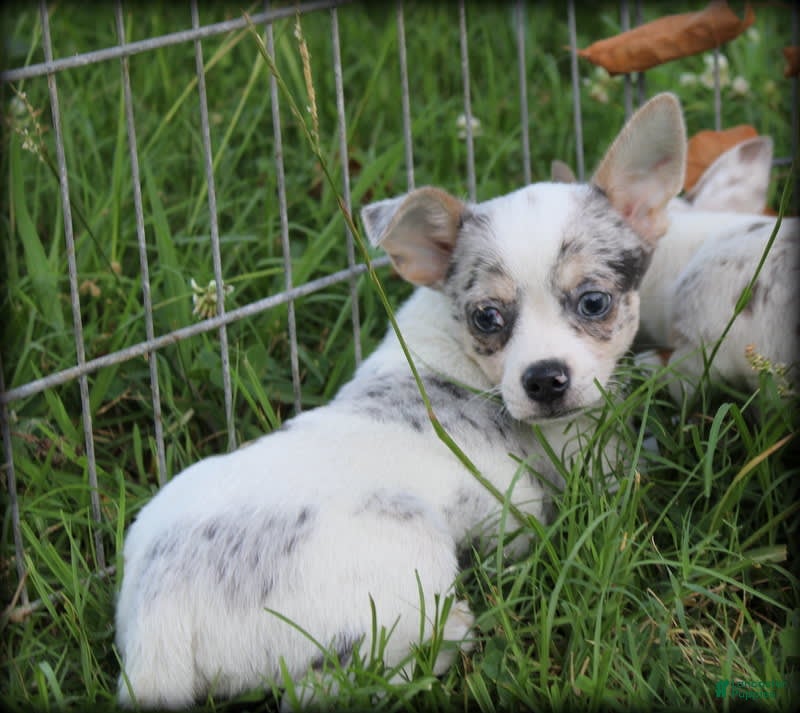 Chocolate merle Chihuahua Puppies for sale Lancaster Puppies