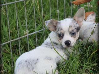 Chihuahua dogs - Ad 25