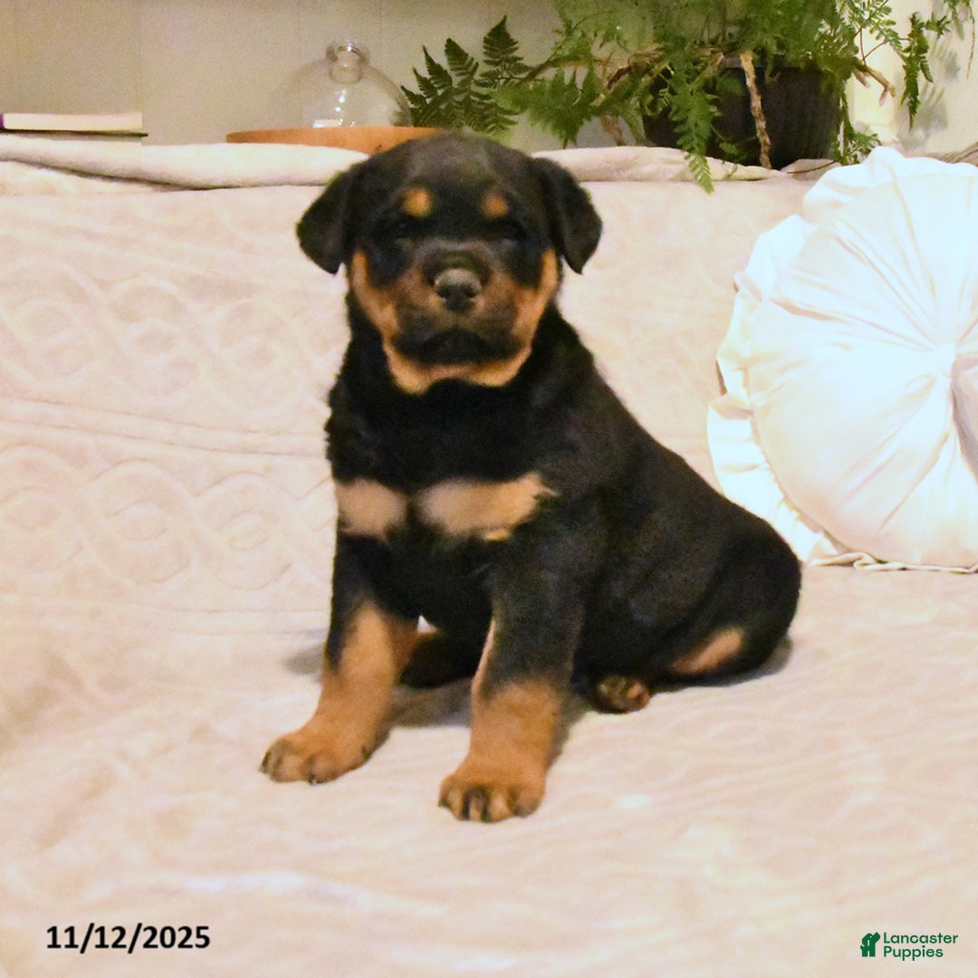 Rottweiler dogs for sale: Bear - Ad 4