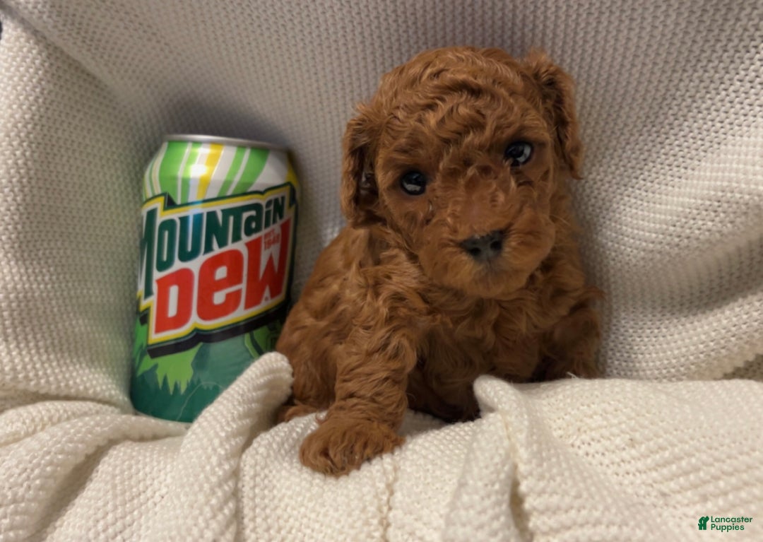 Toy Poodle dogs for sale: Dorthy - Ad 3