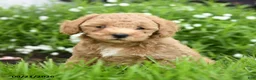 Toy Poodle dogs for sale: Chunky - Ad 3