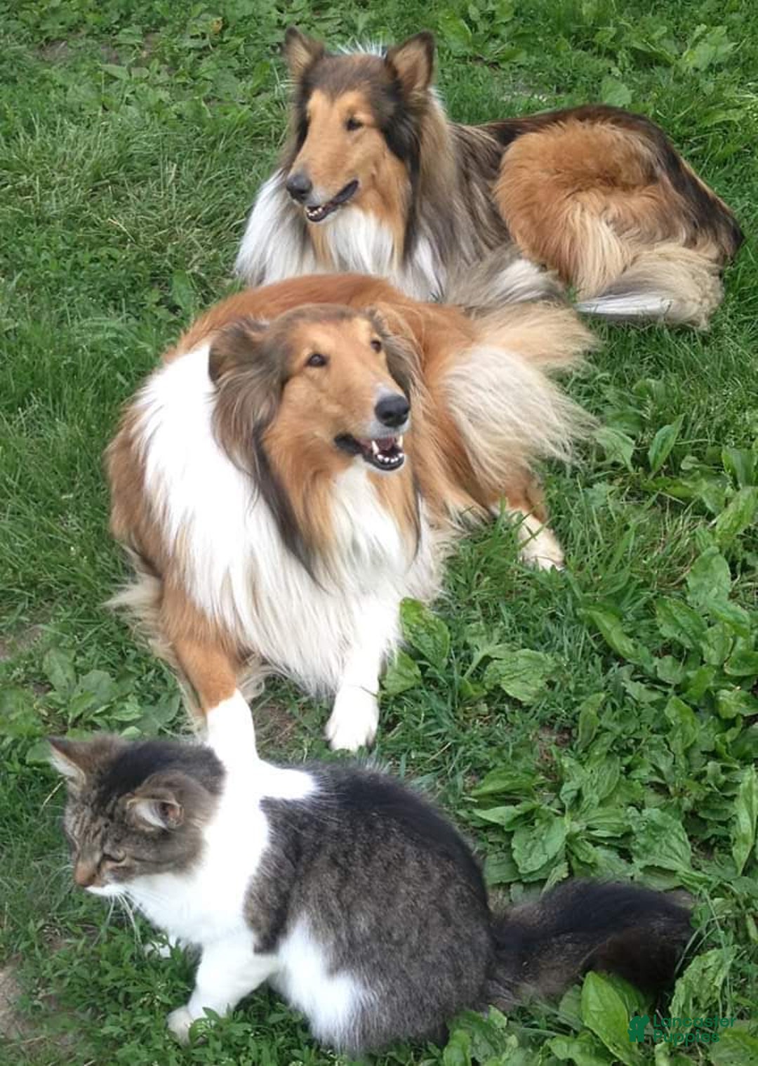 Gallery Image {{count}}