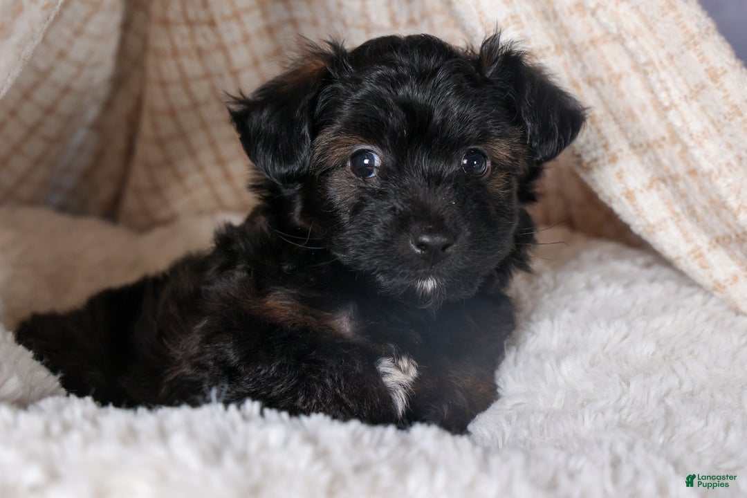 Mini Aussiedoodle dogs for sale: Snickers - Ad 19