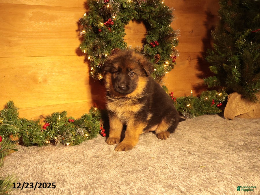 German Shepherd dogs Holiday - Ad 42