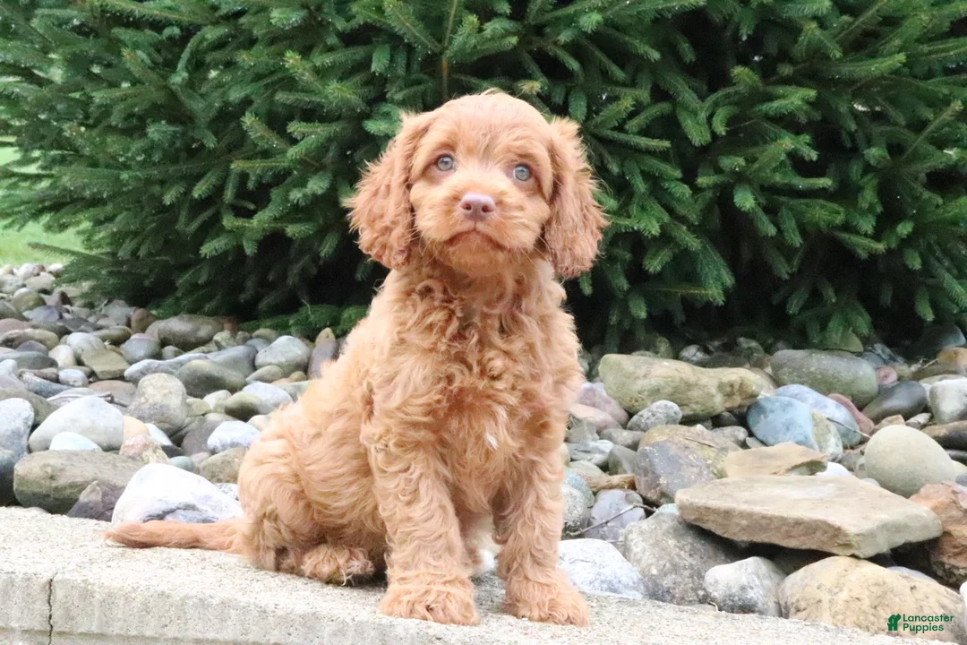 Cavapoo dogs for sale: Teddy - Ad 5