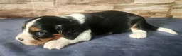 Cavalier King Charles Spaniel dogs for sale: #1 Male (Lori's) - Ad 3