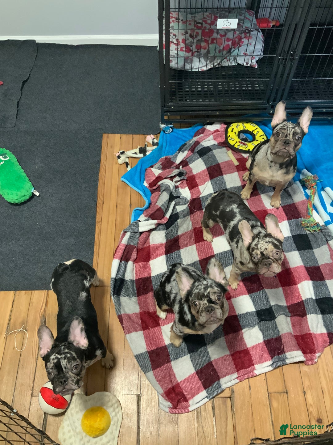 Gallery Image {{count}}