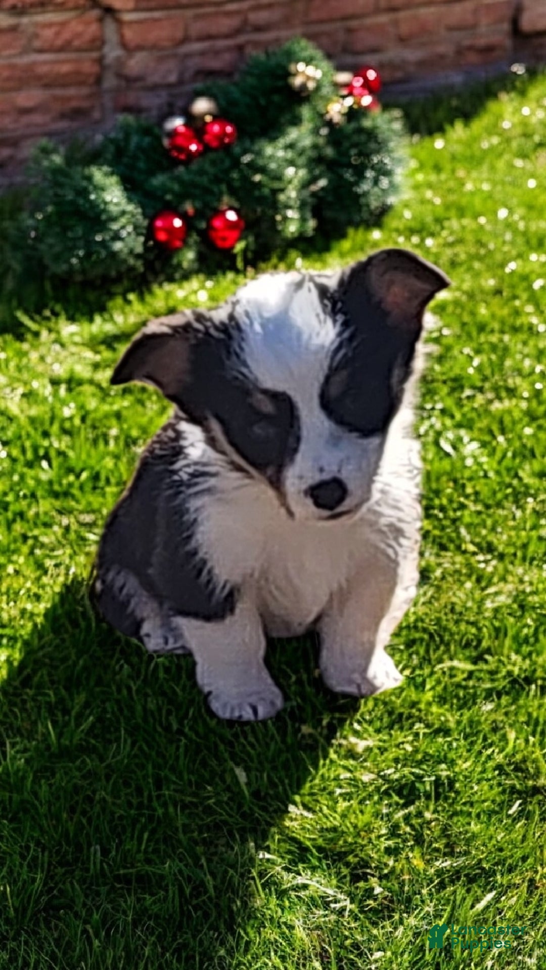 Welsh Corgi Pembroke dogs for sale: Bambi blue eye tri - Ad 3