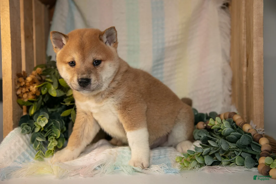 Shiba Inu dogs for sale: Fisher - Ad 3