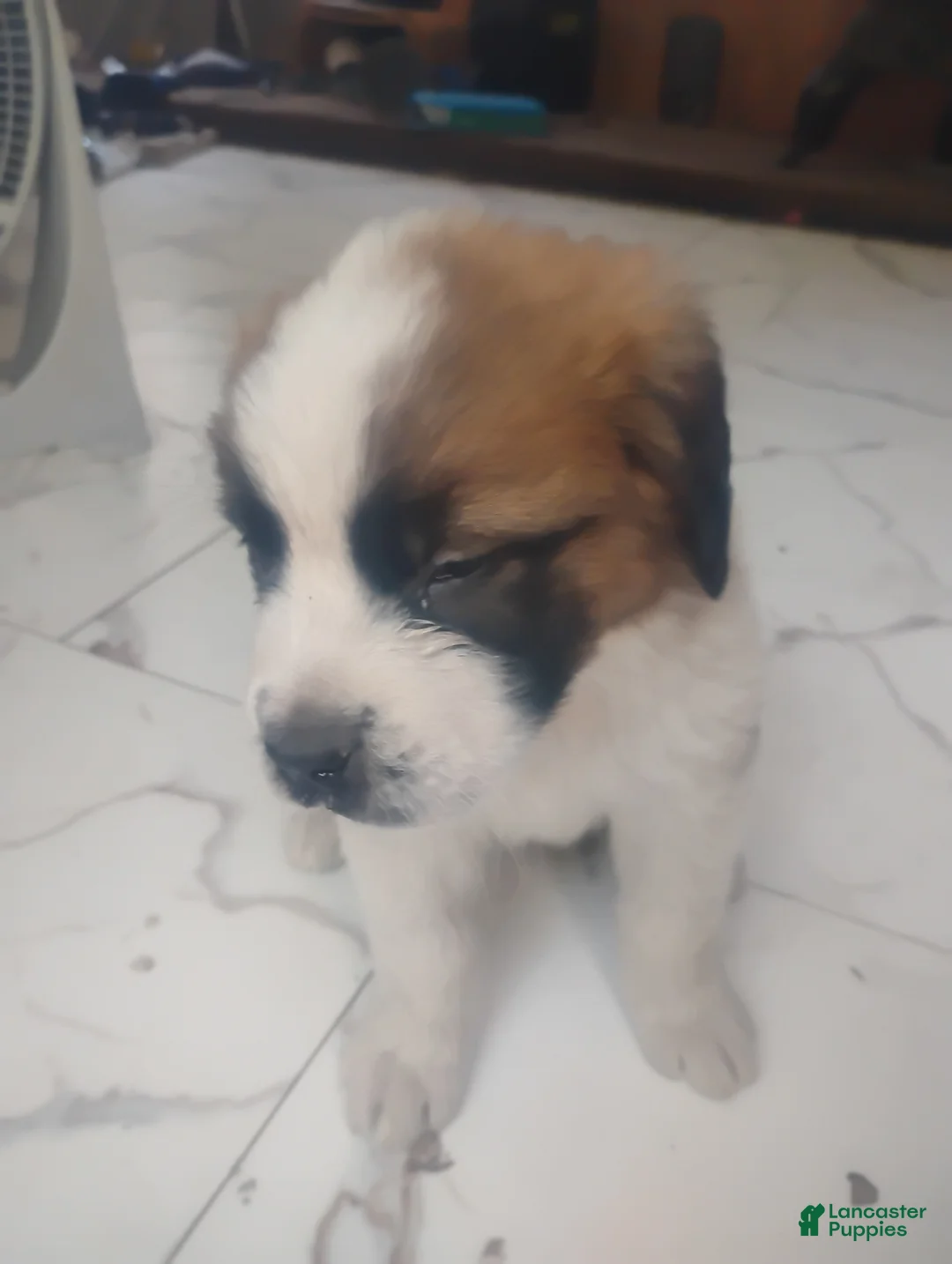 Saint Bernard dogs for sale: Saint Bernard Puppy 1 - Ad 2
