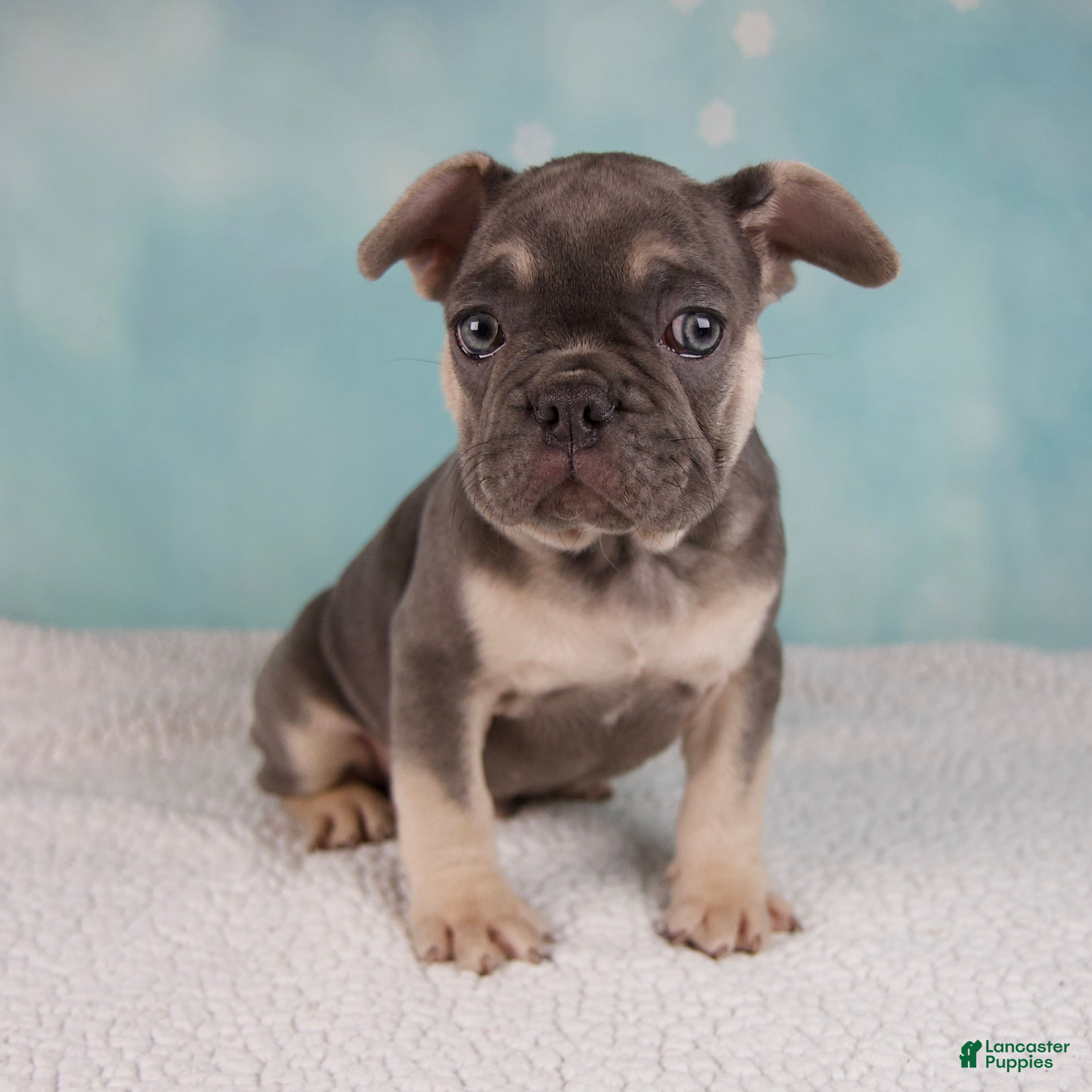 French Bulldog Puppies for sale in Ohio Lancaster Puppies