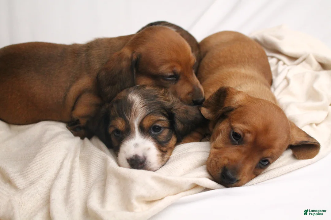 Dachshund dogs for sale: Sugar - Ad 16