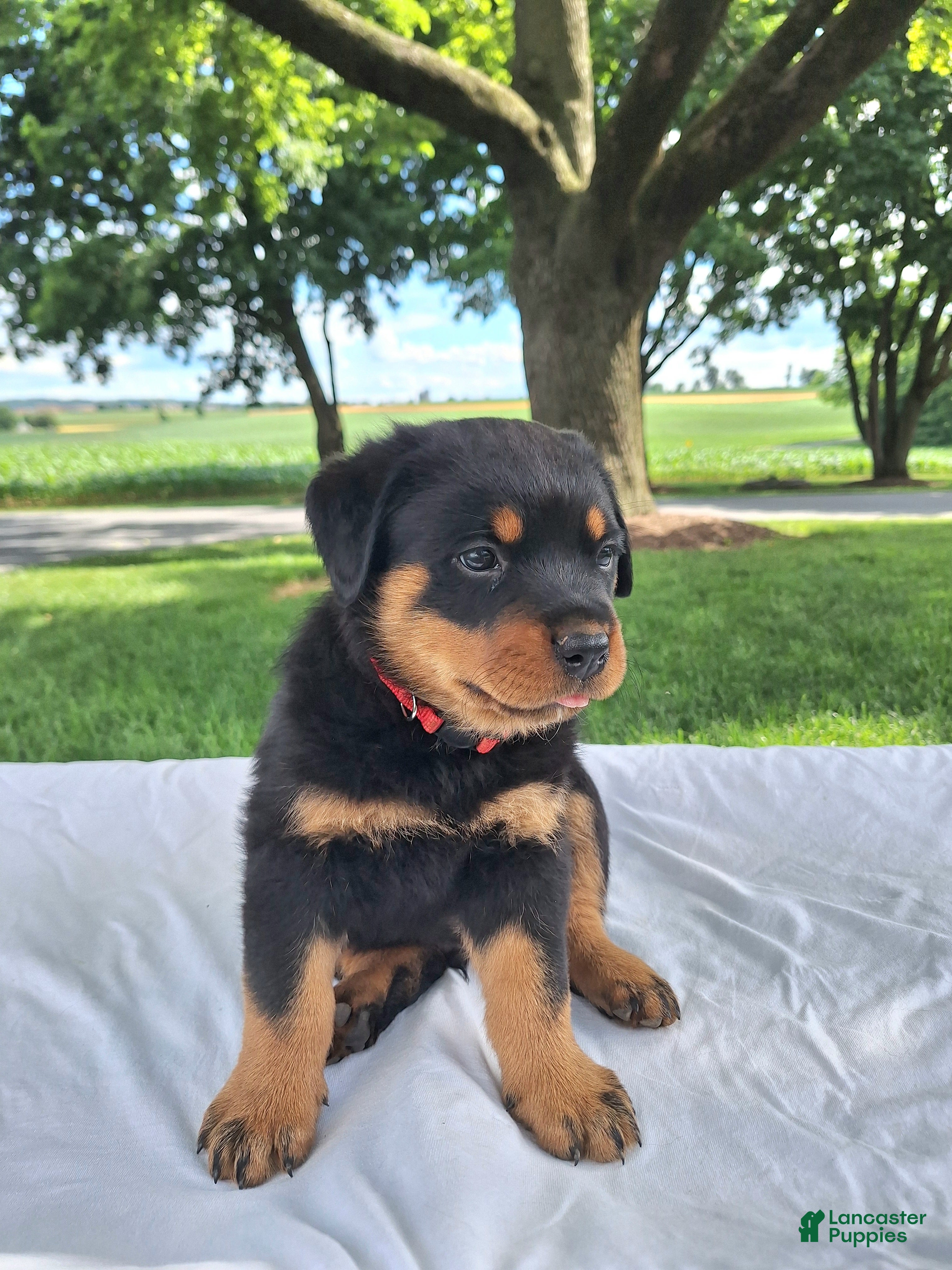 Rottweiler dogs Fritz - Ad 2