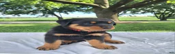Rottweiler dogs for sale: Fritz - Ad 2