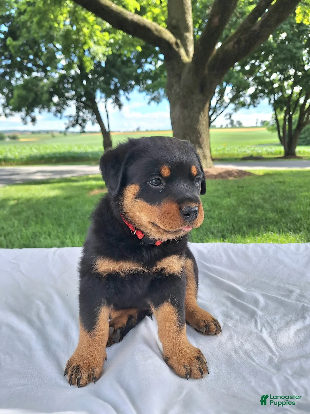 Rottweiler dogs for sale: Fritz - Ad 2