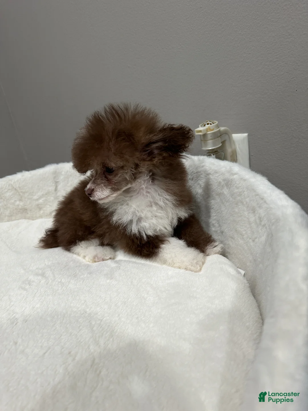 Toy Poodle dogs for sale: Toy Poodle Puppy male  - Ad 2