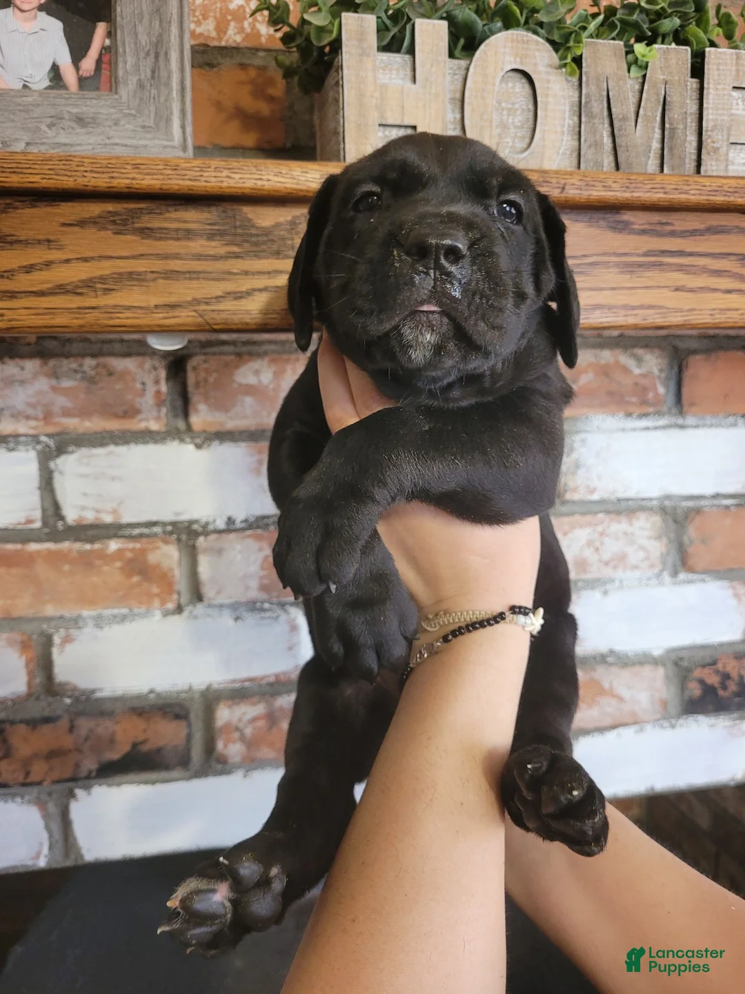 Cane Corso dogs for sale: Atlas - Ad 1